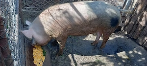 Porc de vânzare  - imagine 5
