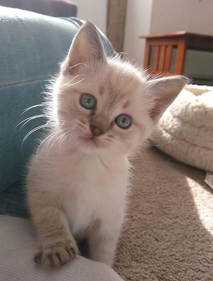 Ragdoll ochii albastri 