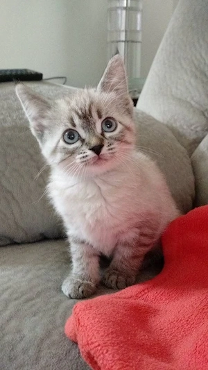 Ragdoll cu ochii albastri 