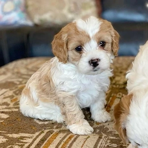 Maltipoo fetita 