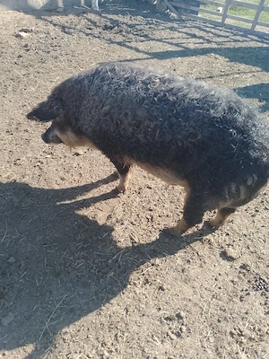 Vier Mangalita