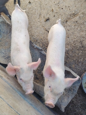 Porci de vnzare de 7 saptamni  preț negociabil  - imagine 2