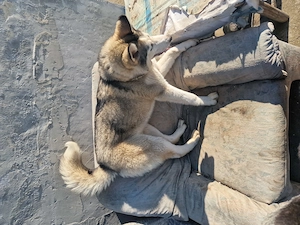 Donez doi Husky