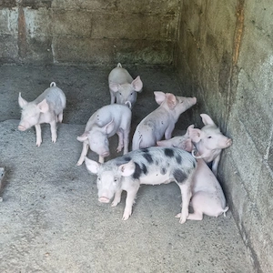 vand purcei rasa pietrain incrucisat cu duroc