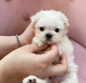Bichon maltez mini toy 