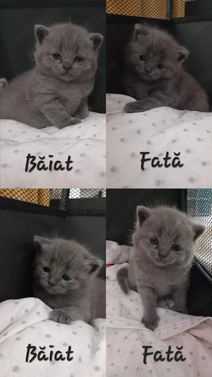 Pui de pisică British Shorthair Blue  - imagine 2