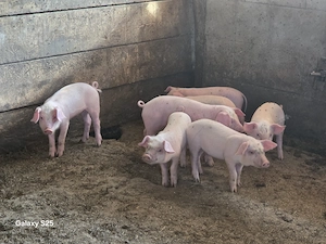Purcei de vanzare  - imagine 2