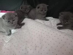 Pui de pisică British Shorthair Blue 