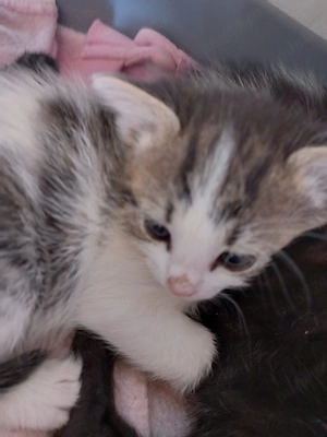 Cautam casuta pt adoptie