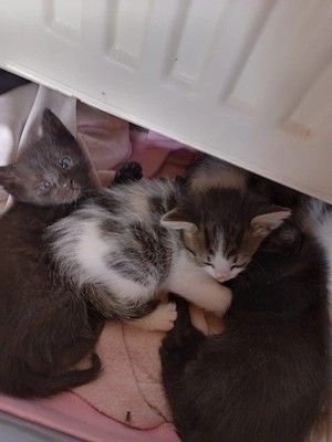Cautam casuta pt adoptie - imagine 3