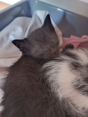 Cautam casuta pt adoptie - imagine 5