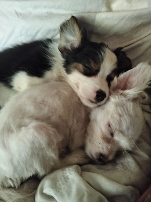 Chihuahua, prietenul ideal!  - imagine 2