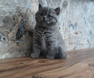 British Shorthair 
