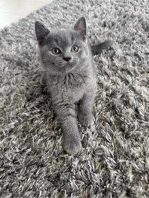 Pui British Shorthair Blue  - imagine 4