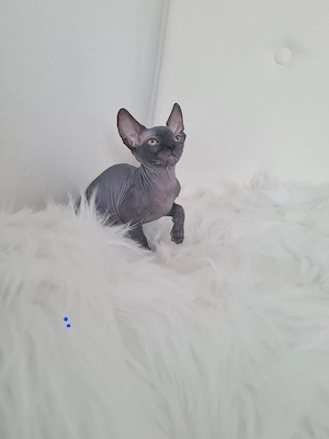 Pisica Sphinx blue mascul