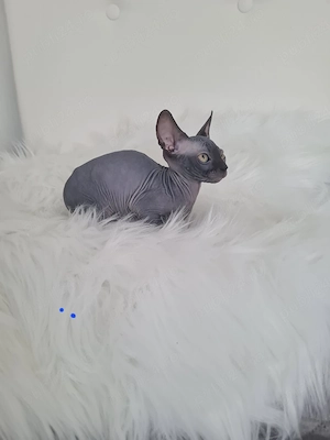 Pisica Sphinx blue mascul - imagine 2