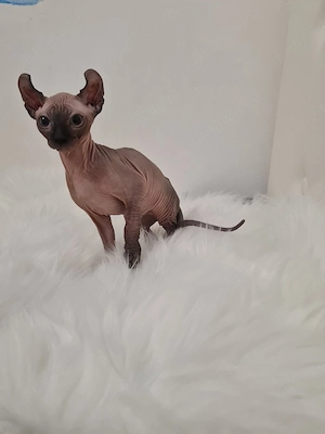 Pisica Sphinx elf mascul