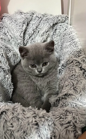 Pui British Shorthair Blue  - imagine 3