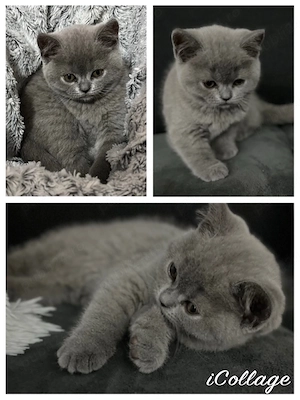 Pui British Shorthair Blue 