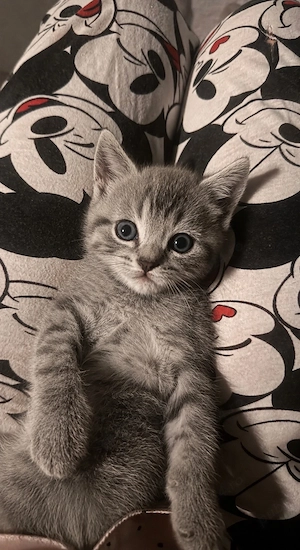 Vand pui Britishshorthair