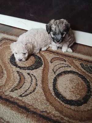 Vând catei bichon ( băieți) - imagine 2