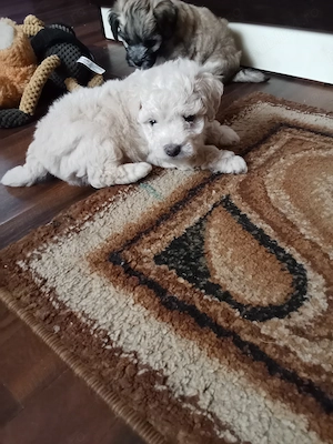 Vând catei bichon ( băieți) - imagine 3