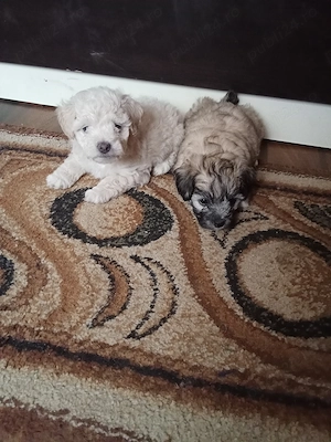 Vând catei bichon ( băieți)