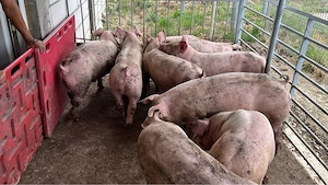 Porci De vanzare 50 70 kg! - imagine 3