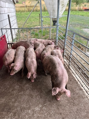Porci De vanzare 50 70 kg! - imagine 5
