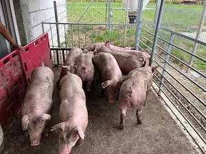 Porci De vanzare 50 70 kg! - imagine 4