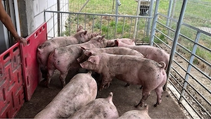 Porci De vanzare 50 70 kg! - imagine 2