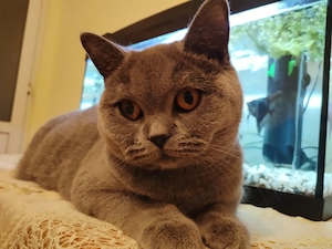  Femelă British Shorthair   1 an și 2 luni   - imagine 3