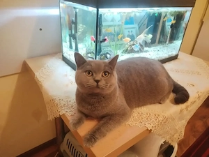  Femelă British Shorthair   1 an și 2 luni   - imagine 2