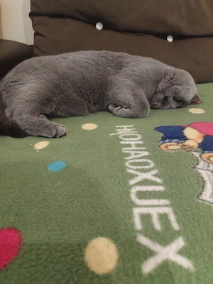  Femelă British Shorthair   1 an și 2 luni   - imagine 5