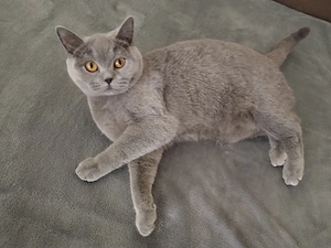  Femelă British Shorthair   1 an și 2 luni   - imagine 4