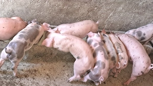 Disponibili purcei duroc cu pietrain 