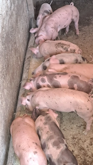 Disponibili purcei duroc cu pietrain 