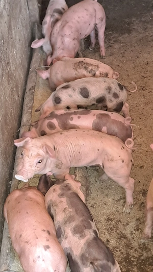 Disponibili purcei duroc cu pietrain  - imagine 2