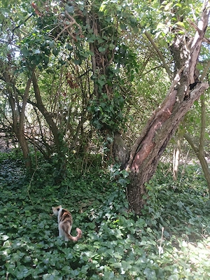 Exclusiv de vacanță.30 min Mangalia(42km),casa din piatra,pt vanatori,vacanta
