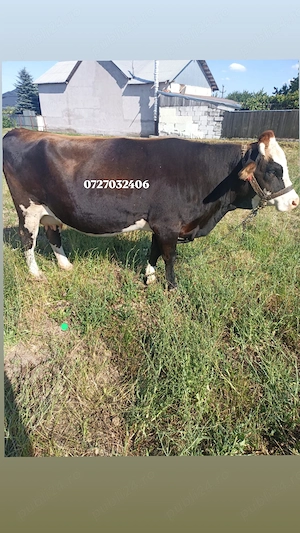 Vând vaca tânără 