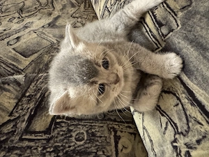 Vând british shorthair! - imagine 4