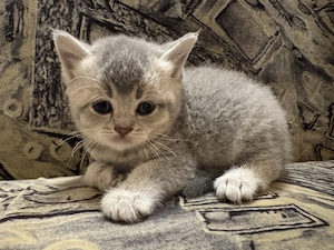 Vând british shorthair! - imagine 2