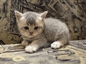 Vând british shorthair! - imagine 3