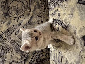 Vând british shorthair! - imagine 5
