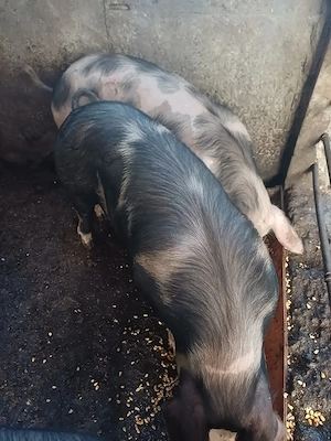 Vând porci de casă crescuți natural  - imagine 2