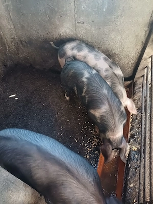 Vând porci de casă crescuți natural 