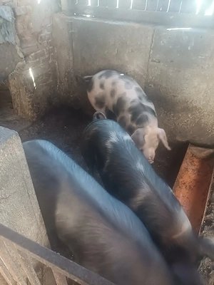 Vând porci de casă crescuți natural  - imagine 4