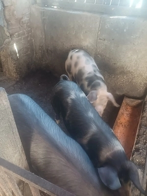 Vând porci de casă crescuți natural  - imagine 3