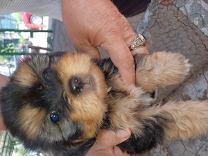 Cățelușă shih tzu 2,5 luni