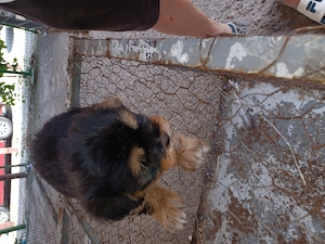 Cățelușă shih tzu 2,5 luni - imagine 3